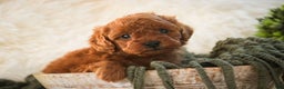 Miniature Poodle dogs for sale: Farley - Ad 1