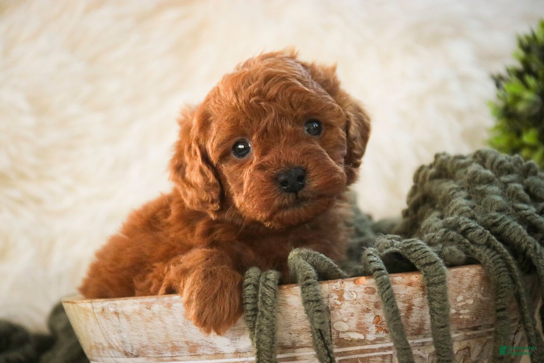 Miniature Poodle dogs for sale: Farley - Ad 1