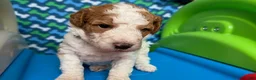 Standard Poodle dogs for sale: Morocco - Ad 1