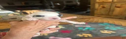 Sheepadoodle dogs for sale: John  - Ad 5