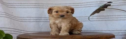 Cavapoo dogs for sale: Malia - Ad 8