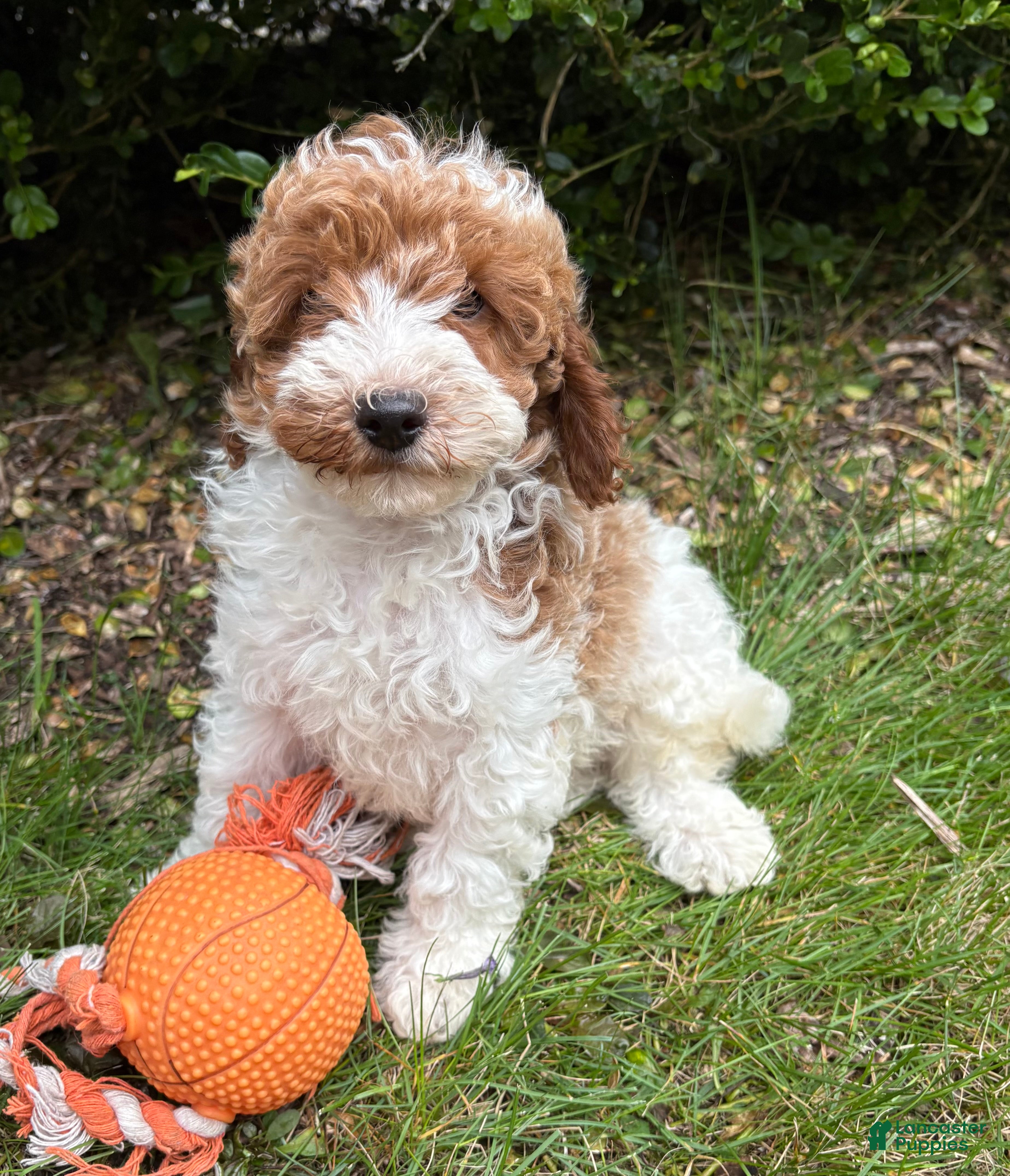 Goldendoodle dogs Alex - Ad 1