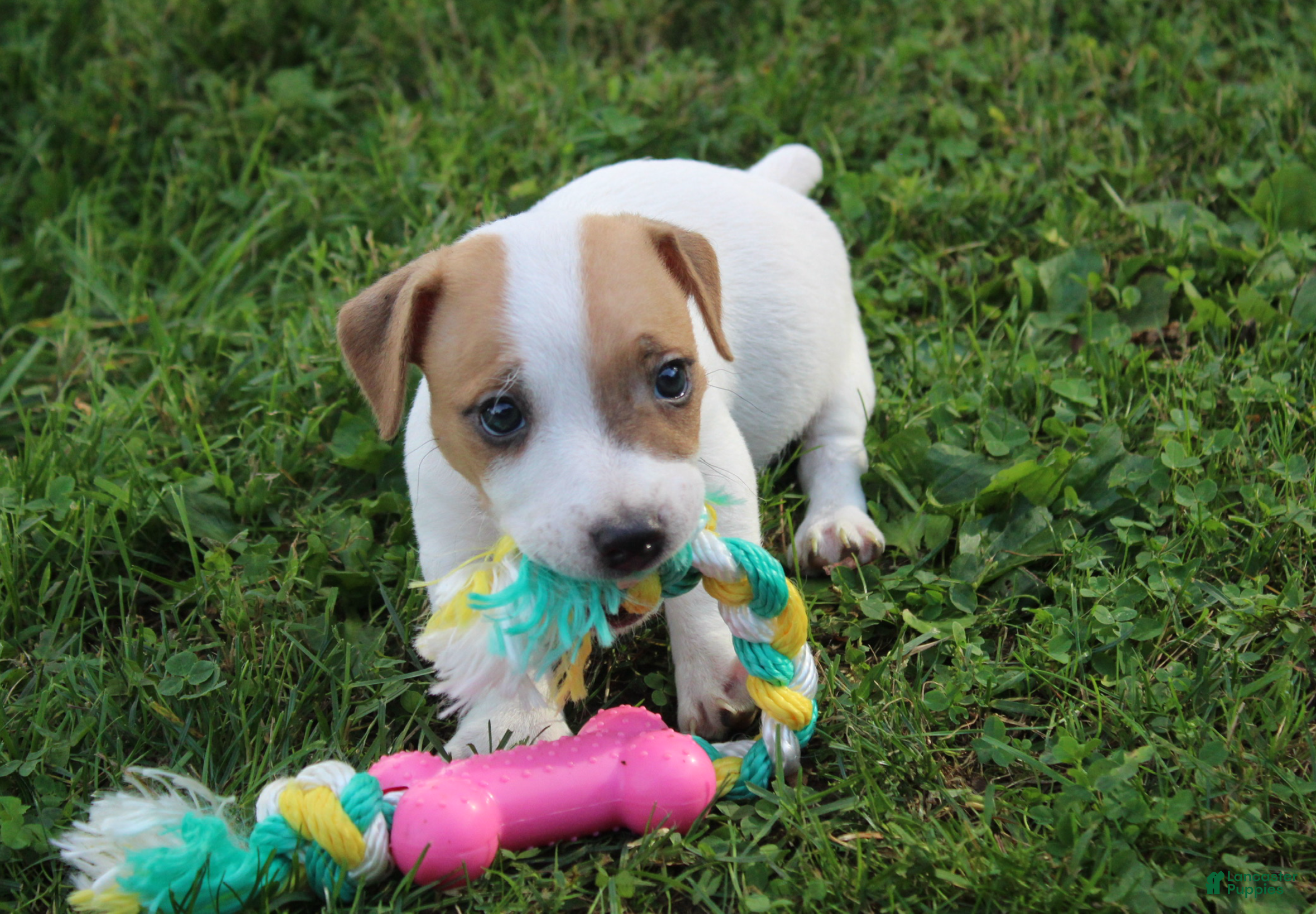 Jack Russell Terrier dogs Cooper - Ad 1