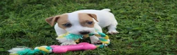 Jack Russell Terrier dogs for sale: Cooper - Ad 1