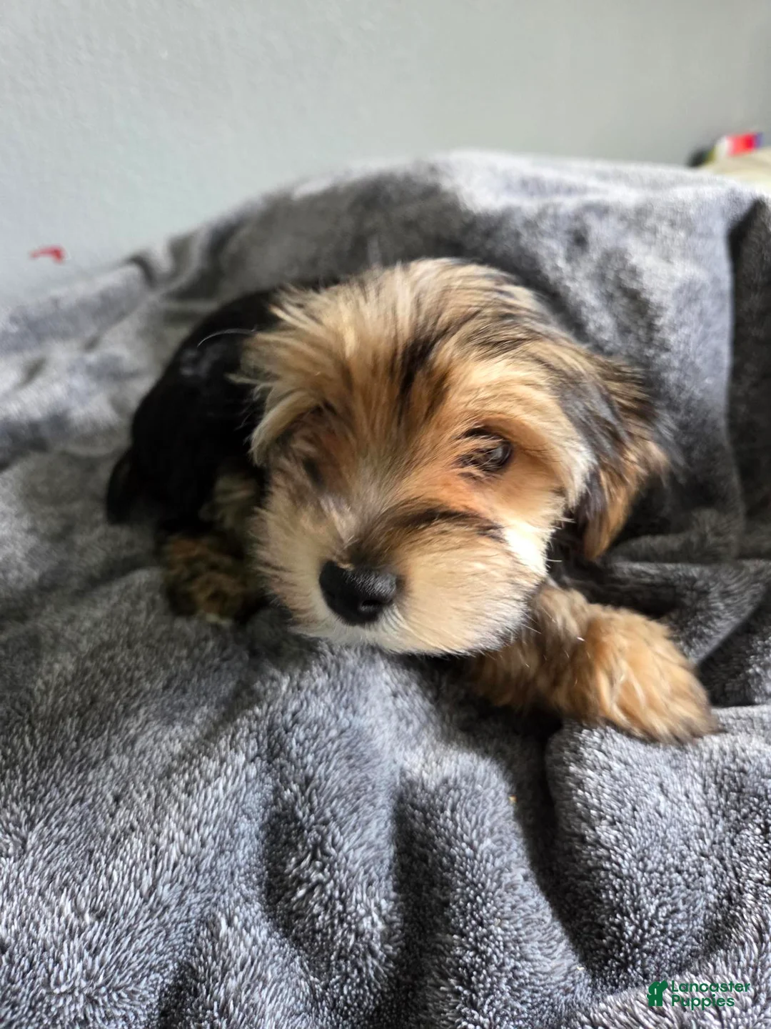 Yorkshire Terrier dogs for sale: Yorkshire Terrier Riley (female) - Ad 2