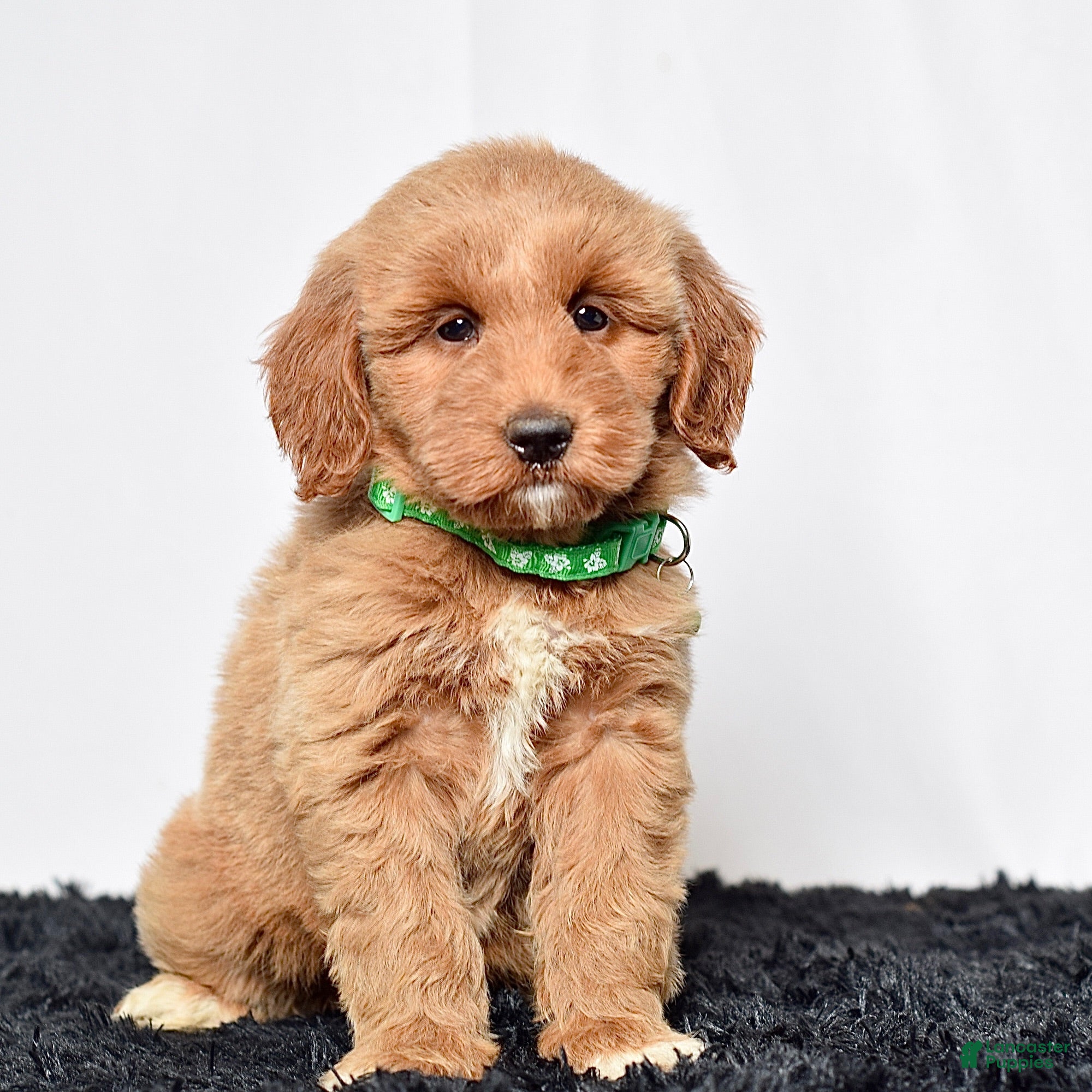 Mini Goldendoodle dogs Ms. Mona - Ad 2