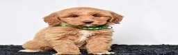 Mini Goldendoodle dogs for sale: Ms. Mona - Ad 2