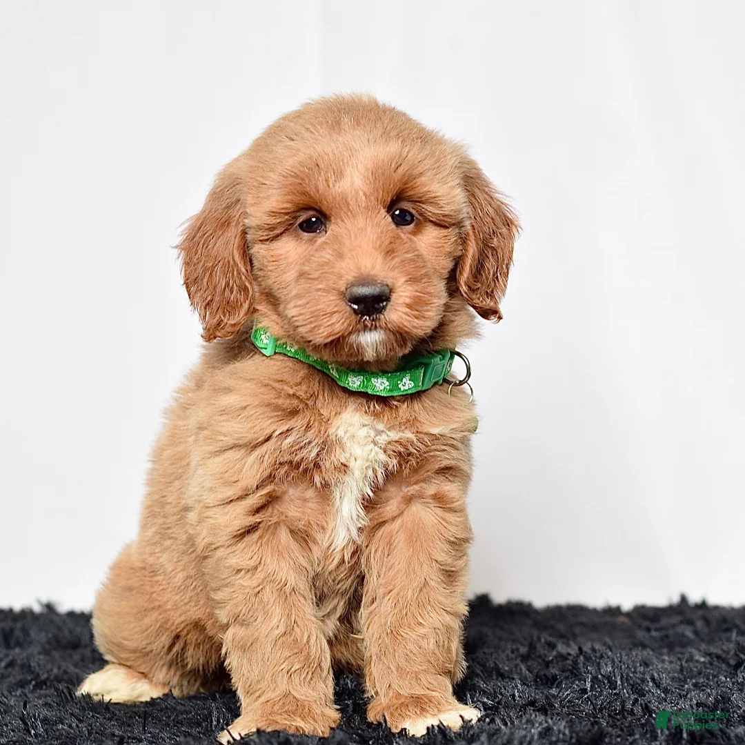 Mini Goldendoodle dogs for sale: Ms. Mona - Ad 2