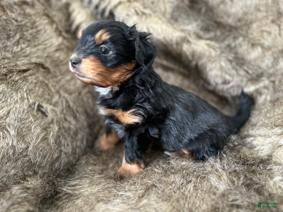 Shorkie dogs for sale: Luke - Ad 7