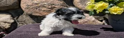 Havanese dogs for sale: Teddy - Ad 3