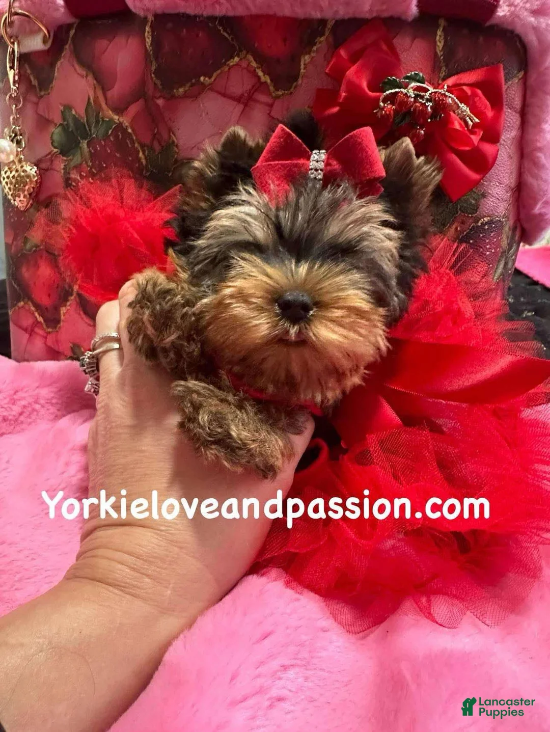 Yorkshire Terrier dogs for sale: Yorkshire Terrier Puppy 3 - Ad 7