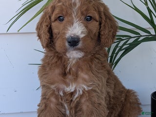 Goldendoodle dogs - Ad 8