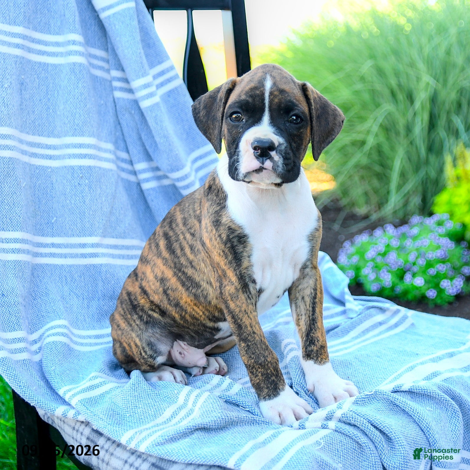 Boxer dogs Omar - Ad 1