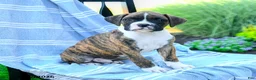 Boxer dogs for sale: Omar - Ad 1