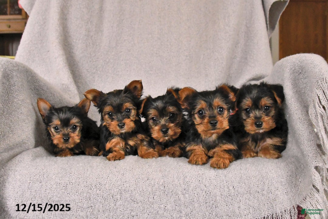 Yorkshire Terrier dogs for sale: Rusty - Ad 3