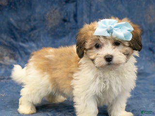 Havapoo dogs Willow - Ad 3