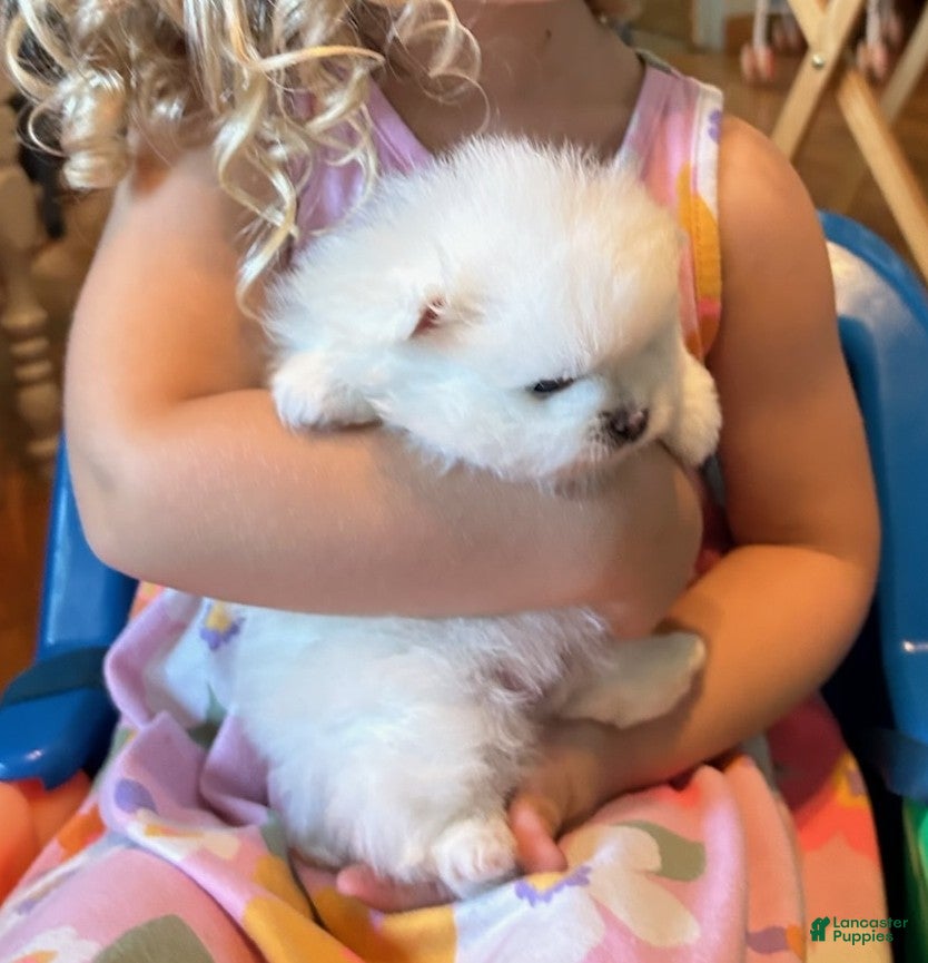 Pomeranian dogs Pomeranian 1 - Ad 2