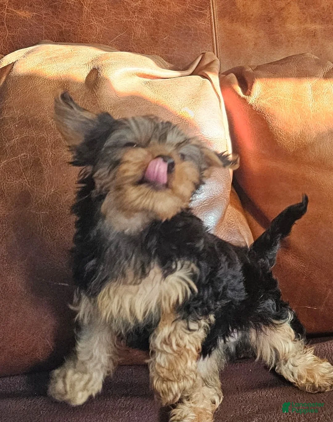 Yorkshire Terrier dogs for sale: Yorkshire Terrier Puppy 1 - Ad 1
