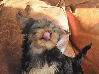 Yorkshire Terrier dogs for sale: Yorkshire Terrier Puppy 1 - Ad 4