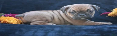 Darla