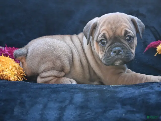 Mixed Breed dogs for sale: Darla - Ad 1
