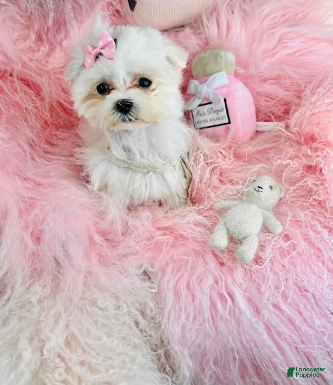 Maltese dogs for sale: Maltese Puppy 1 - Ad 2