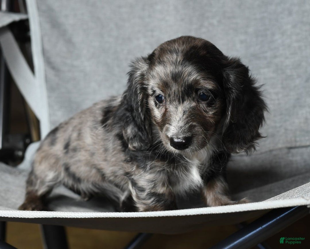 Miniature Dachshund dogs for sale: Gabby - Ad 3