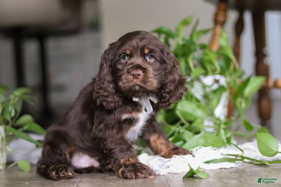 Cocker Spaniel dogs for sale: Milo - Ad 7