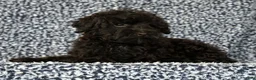 Yorkiepoo dogs for sale: Zack - Ad 6