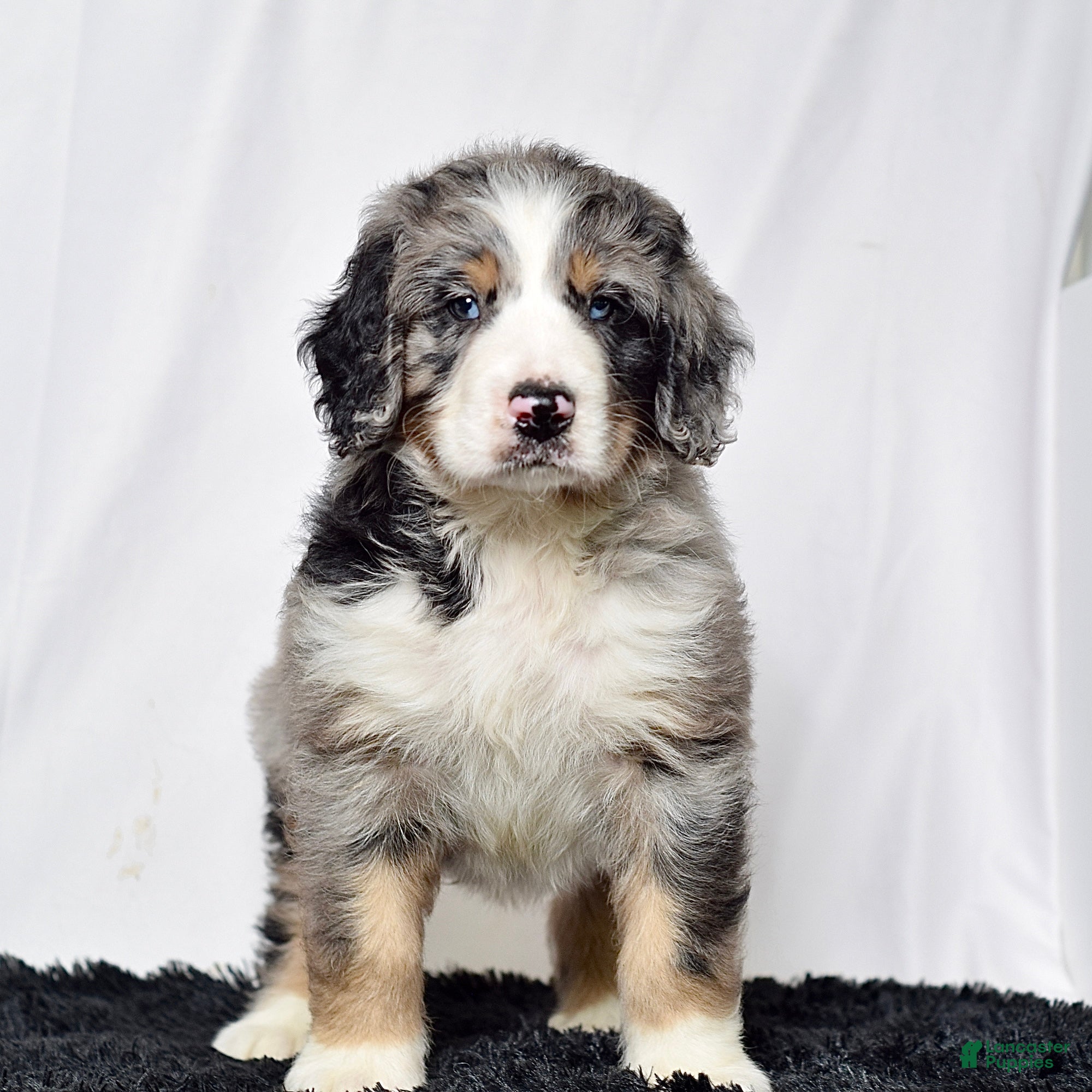Bernedoodle dogs Mr. Harley - Ad 2