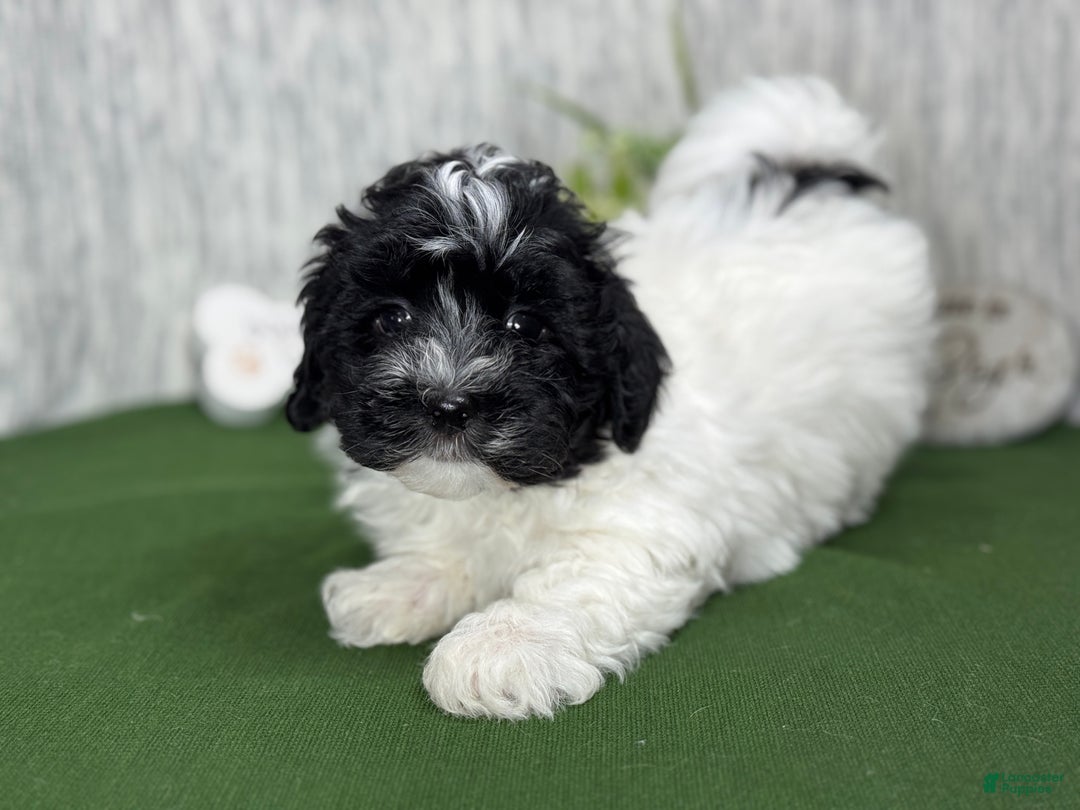Havanese dogs for sale: Havanese Puppy 1 - Ad 7