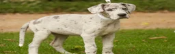 Great Dane dogs for sale: Beatrice Great Dane  - Ad 6