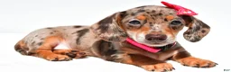 Miniature Dachshund dogs for sale: Tessa - Ad 5