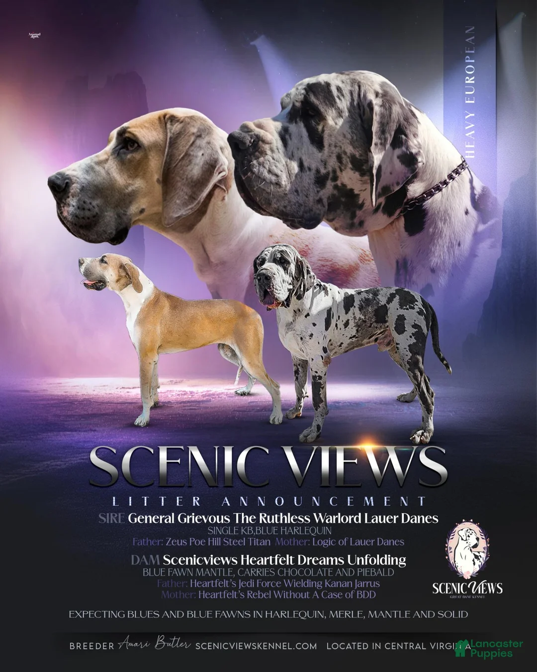 Great Dane dogs for sale: Micah - Ad 6