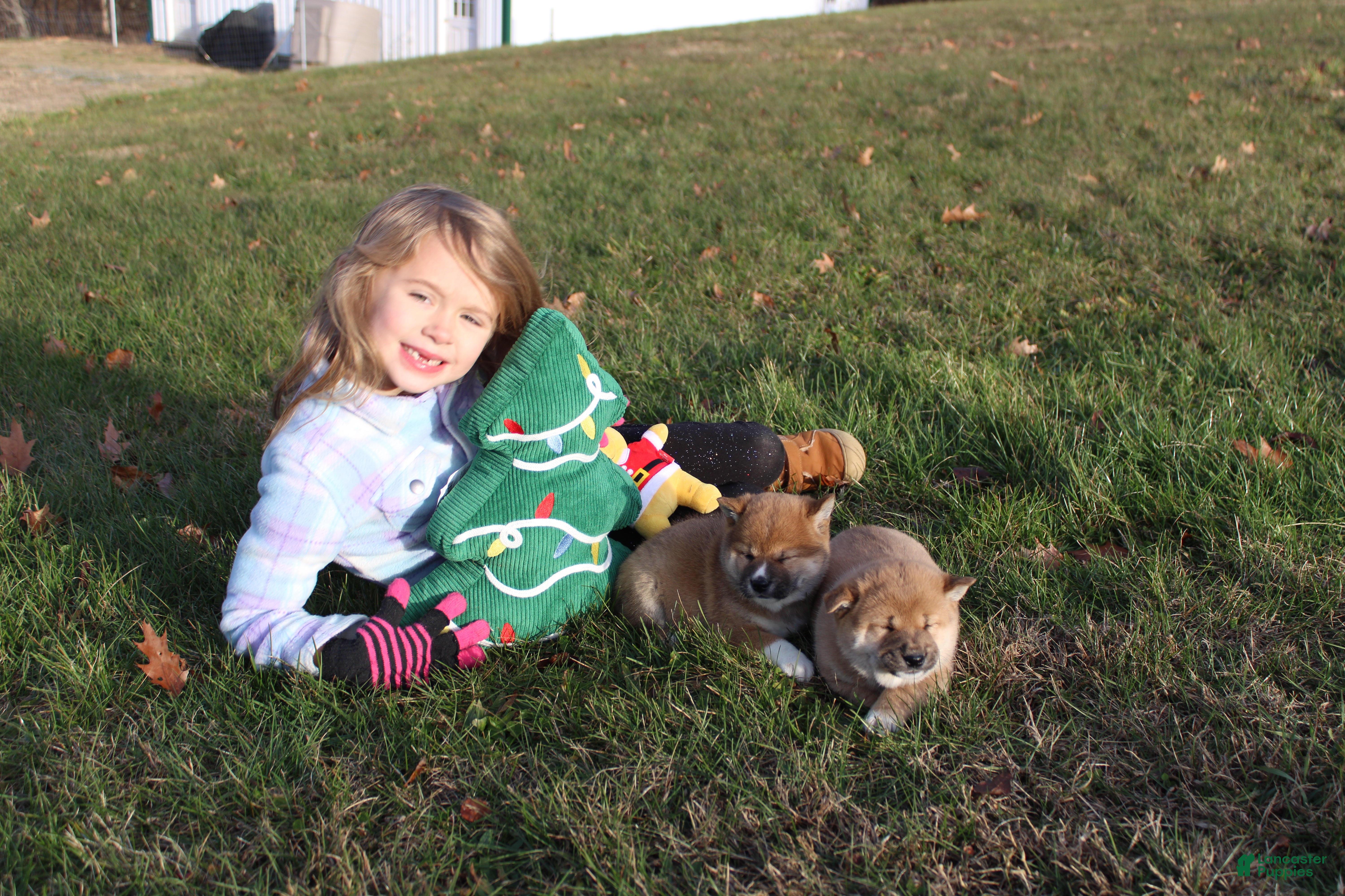 Shiba Inu dogs Wreath - Ad 16