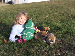 Shiba Inu dogs Wreath - Ad 29