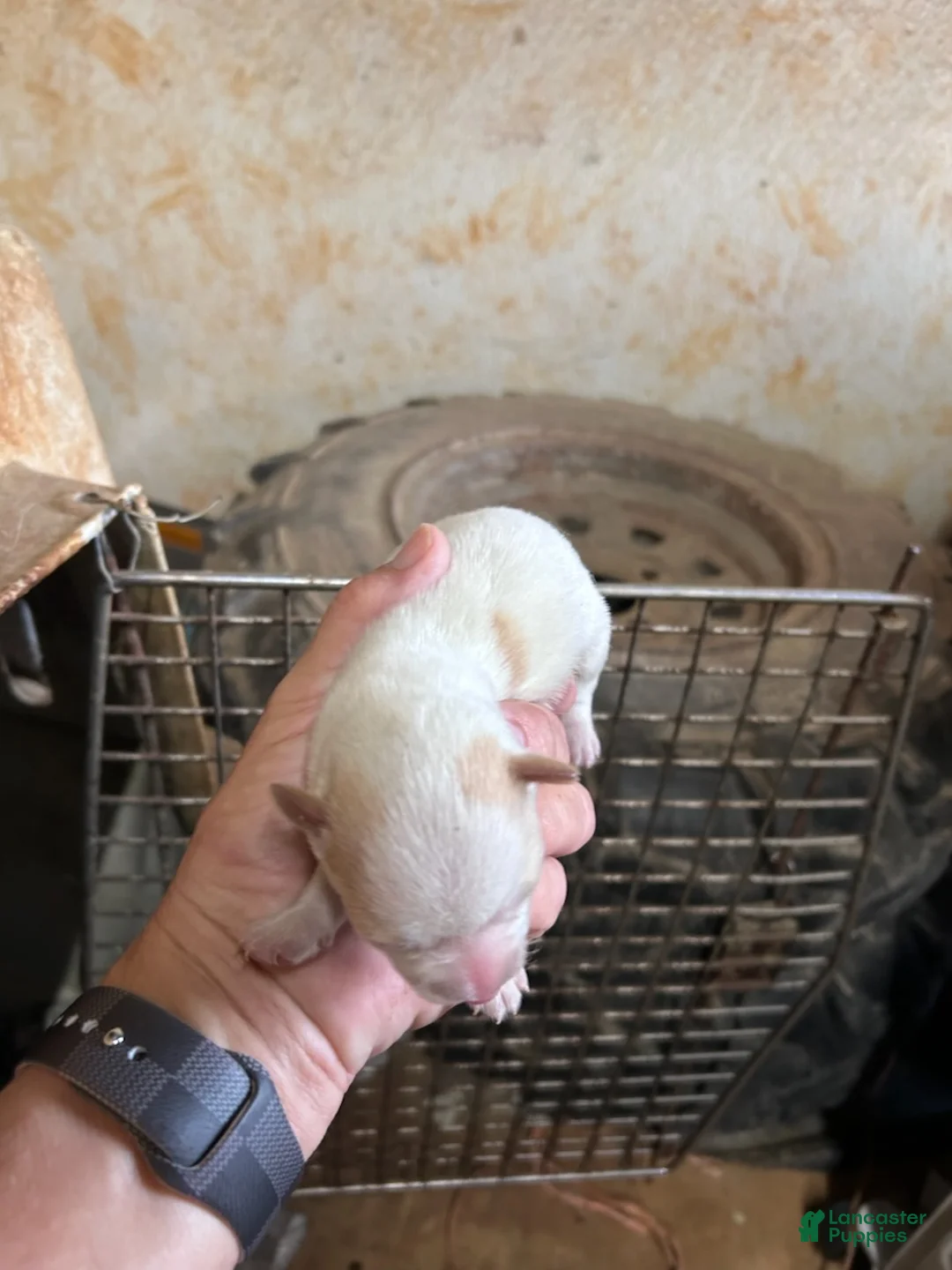 Jack Russell Terrier dogs for sale: Girl 1 - Ad 6
