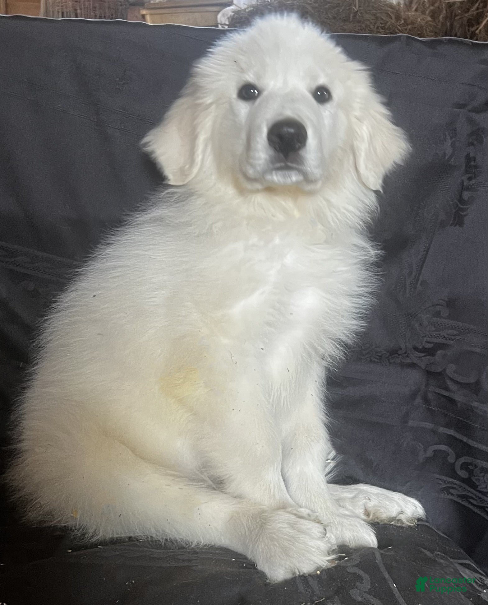 Great Pyrenees dogs Ranger - Ad 1
