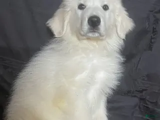 Great Pyrenees dogs for sale: Ranger - Ad 3