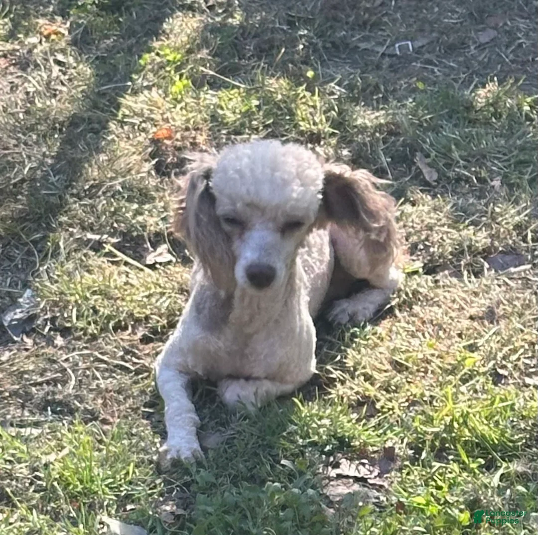 Toy Poodle dogs for sale: Toy Poodle Puppy 1 - Ad 2