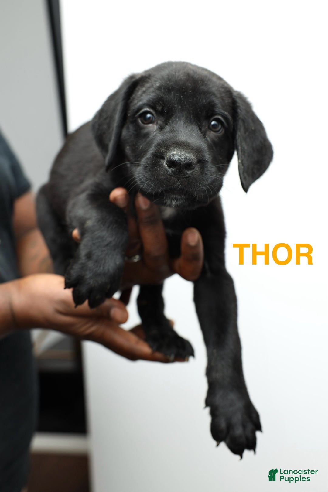Cane Corso dogs for sale: Thor - Ad 1