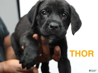 Cane Corso dogs Thor - Ad 12