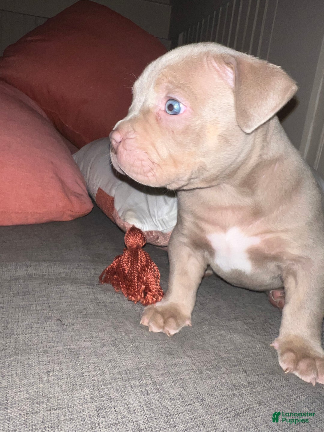 American Bully dogs for sale: Louis - Ad 12