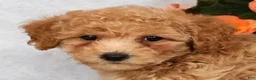 Bichpoo dogs for sale: Glory - Ad 9