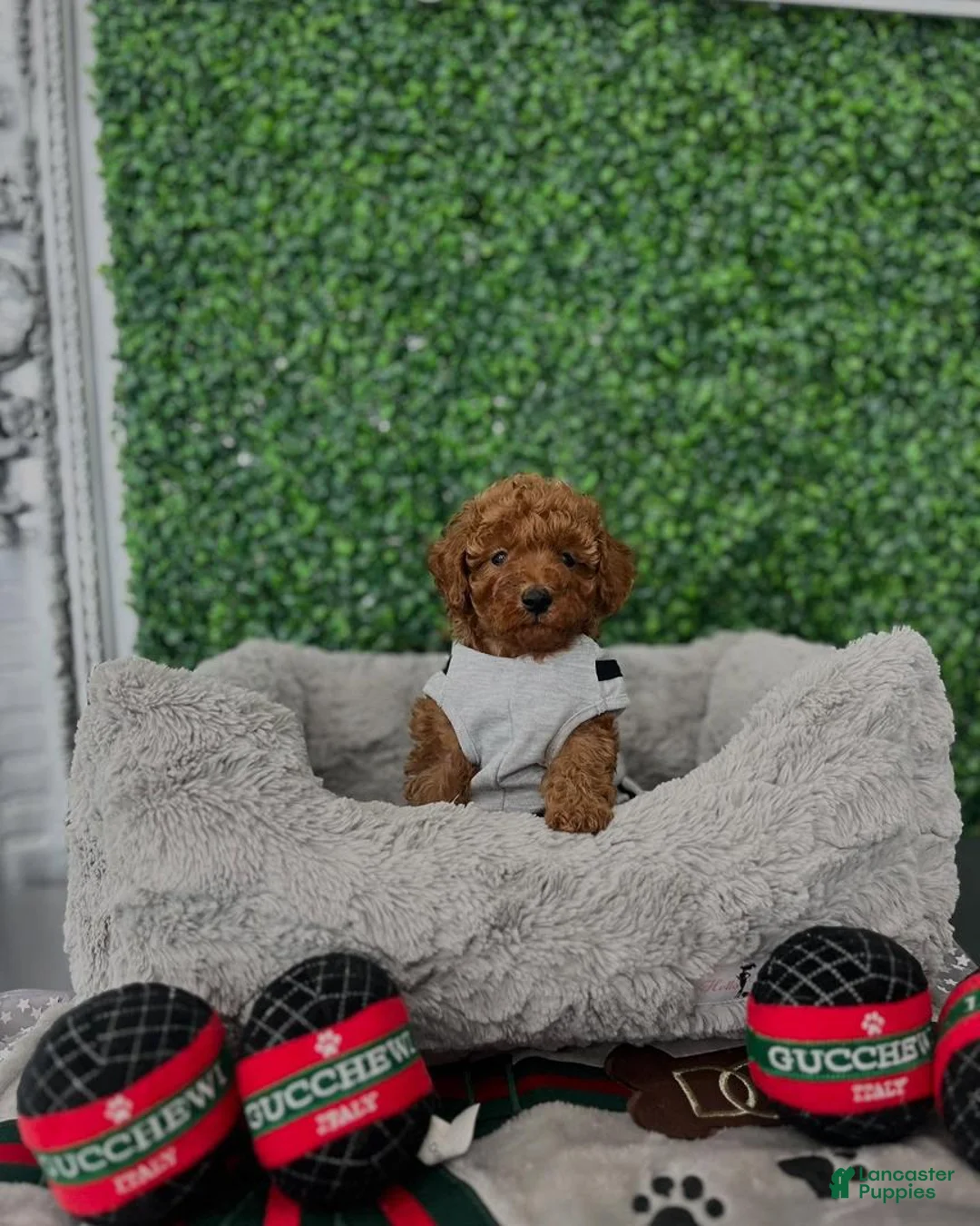 Toy Poodle dogs for sale: Charlie - Ad 5
