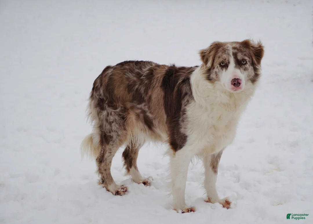 Border Collie dogs for sale: BARON - Ad 4
