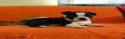 Boston Terrier dogs for sale: Willow - Ad 2
