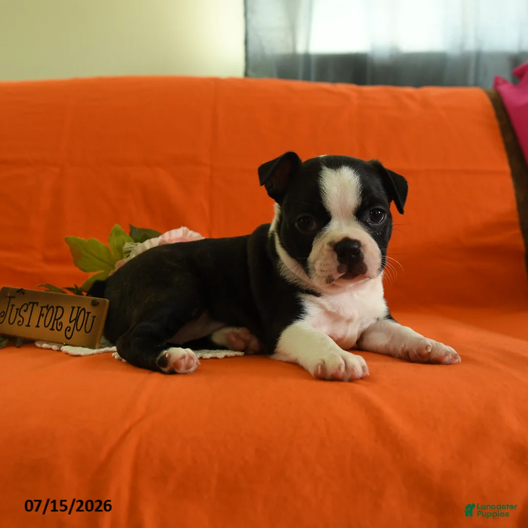 Boston Terrier dogs for sale: Willow - Ad 2