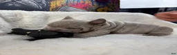French Bulldog dogs for sale:  Cry Baby - Ad 6