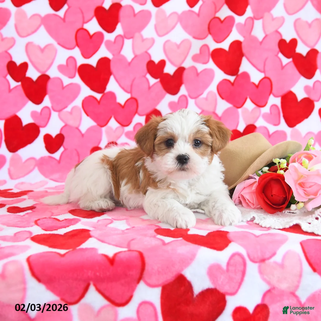 Shorkie dogs for sale: Sweetie - Ad 5